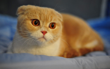 Фото бесплатно животные, глаза, рыжая кошка