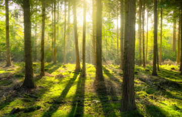 Фото бесплатно джунгли, умеренный хвойный лес, природа, лучи солнца