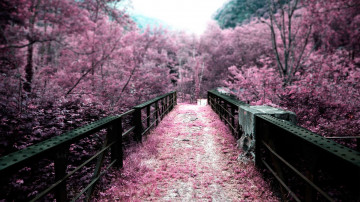 природа, весна, цветущая сакура, мост, красивые картинки на рабочий стол, nature, spring, cherry blossoms, bridge, beautiful pictures on your desktop