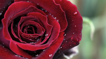 Фото бесплатно капли воды, красная роза, цветы