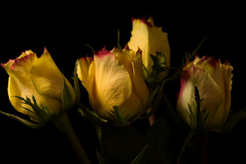 обои желтые розы, черный фон, букет, цветы, бутоны