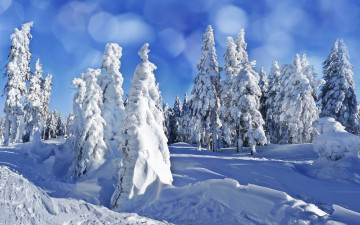 природа, лес в снегу, сугробы, блики, голубое небо, зимний пейзаж, елки