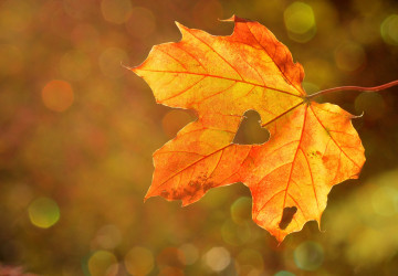 Фото бесплатно сердце, осень, размытый фон, клиновый лист, минимализм