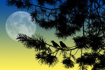 птички на ветке ночью при Луне