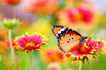 макро, цветы, бабочка, насекомое, крылья, лето, размытый фон