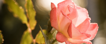 розовая роза, цветок, красивые обои  3440х1440