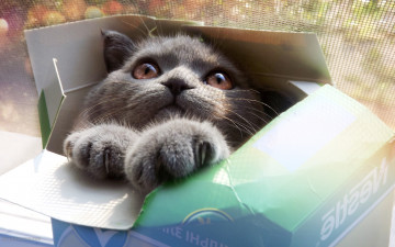Фото бесплатно британская короткошерстная, котенок, домашняя кошка, котенок в коробке