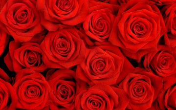 алые розы, букет, бутоны, цветы, цветочная заставка, обои на рабочий стол, Scarlet roses, bouquet, buds, flowers, flower screensaver, wallpapers