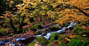Обои на рабочий стол осень, мох, осенние листья, речка, камни, пейзаж, лес, краски осени, природа