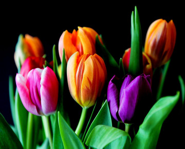 разноцветные тюльпаны, цветы, флора