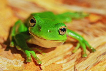 Фото бесплатно лягушка, зеленый, глаза