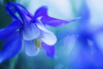 Фото бесплатно голубые цветы, макро, синий