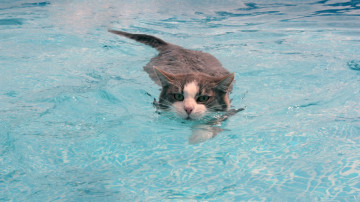 quad hd обои, кот пловец, в бассейне, милашки котяшки