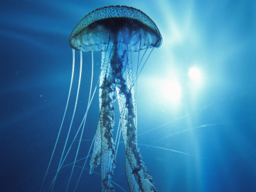 медуза, медузоидное поколе́ние, подводный мир, jellyfish, medusoid generation underwater world