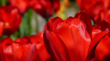 ultra hd 4k wallpaper,  красные тюльпаны, цветы, поле, Red tulips, flowers, field