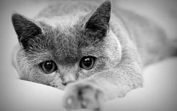 кошка, мордочка, лапа, черно-белое фото, домашние животные, Cat, muzzle, paw, black and white photo, pets