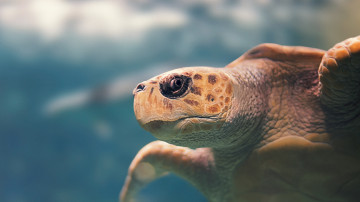 морская черепаха, животные, 3840х2160 4к обои скачать бесплатно