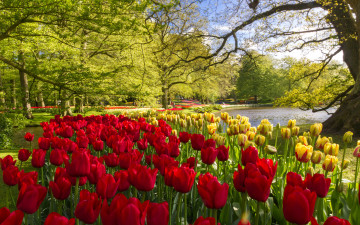 цветы, красные и желтые тюльпаны, парк, весна, природа, яркие, красивые обои, Flowers, red and yellow tulips, park, spring, nature, bright, beautiful wallpaper