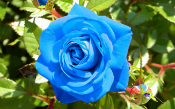 голубая роза, бутон, цветок, чудесная красота, обои скачать, Blue rose, bud, flower, wonderful beauty, wallpaper download