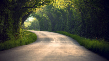 зеленый тоннель, дорога, путь, природа