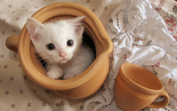 котенок в кувшине, белый, маленький, чашка, смешные картинки, домашние животные, Kitten in a jar, white, small, cup, funny pictures, animals
