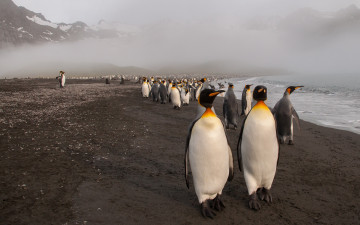 пингвины, стая, море, холод, на краю света, птицы, туман, penguins, flock, sea, cold, on the edge of the world, birds, fog