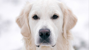 собака, белый лабрадор, морда, пёс, домашние животные, 3840х2160, 4к обои