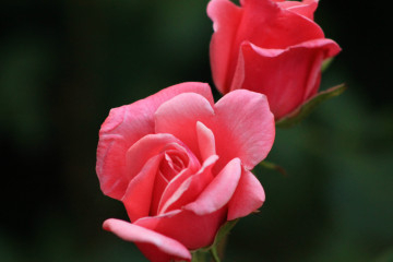 Фото бесплатно розовая роза флорибунда, лепестки, задний фон размытый, цветы