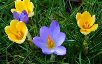 Фото бесплатно первоцветы, крокусы желтые и синие, зеленая трава, цветы