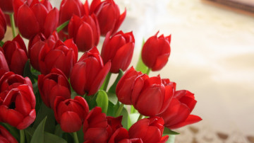 красные тюльпаны, цветы, букет, бутоны, яркие красивые обои, Red tulips, flowers, bouquet, buds, bright beautiful wallpaper