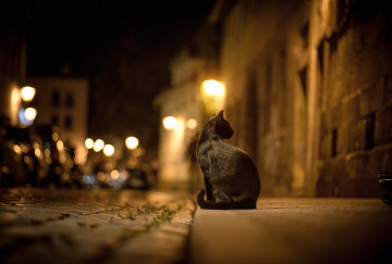Фото бесплатно уличный кот на охоте, город, огни, ночь