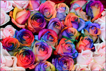 Фото бесплатно роза, флора, цветные розы, огромный букет