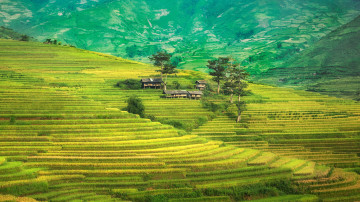 rice terraces mountain, природа, горы, зелень, рисовые террасы, деревья