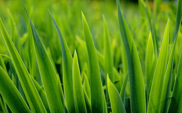 трава зеленая, макро, яркие обои, Grass green, macro, bright wallpaper
