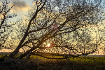 Фото бесплатно закат, дерево, ветви, поле, лучи солнца, природа, вечер