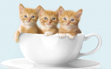три рыжий котенка в белой чашке, смешные домашние животные, фото, Three redhead kitten in a white cup, funny pets, photo