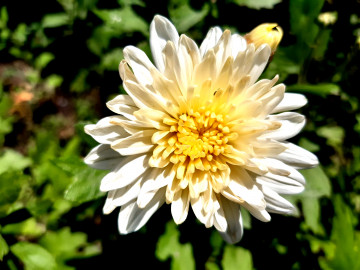 цветок, хризантема, белый, растение, размытый фон