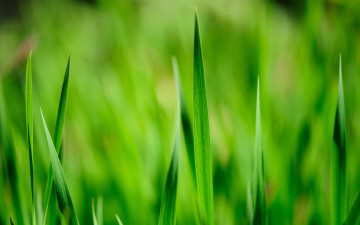 зелёная трава на зелёном фоне