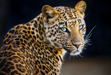 леопард, красивые, большие кошки, дикие животные