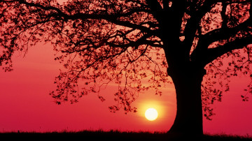 Фото бесплатно красное небо, закат, пейзаж, дерево, вечер