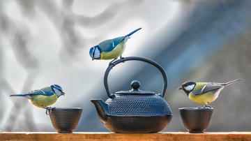 синички на посуде, чайник, чашки, птички, 3840х2160, 4к обои