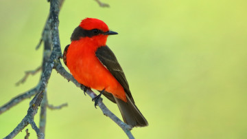 ярко-красная птичка с черным хвостом и крыльями на зеленом фоне