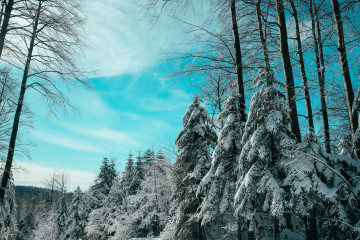 Фото бесплатно природа, лес, снег на елках, зима, мороз