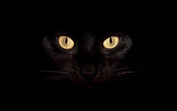черная кошка с желтыми глазами на черном фоне, 2560х1600