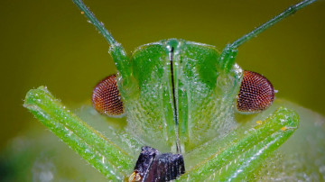 макро, зеленое насекомое, качественные обои, Macro, green insect, high-quality wallpaper