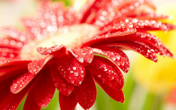 красная гербера, цветы, макро, капли росы, красивые обои скачать, Red gerbera, flowers, macro, drops of dew, beautiful wallpaper download