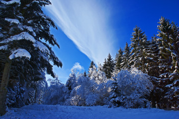 зимний пейзаж, природа, хвойный лес, снег, деревья, голубое небо, облако, красивые обои, Winter landscape, nature, coniferous forest, snow, trees, blue sky, cloud, beautiful wallpaper