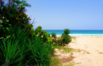 Фото бесплатно океан, песок, лето, горизонт, растения