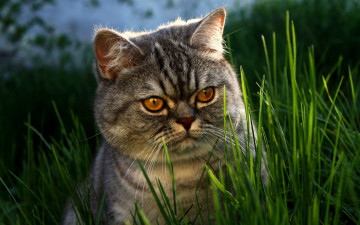 серый кот в траве, морда, домашние животные, Gray cat in the grass, muzzle, pets