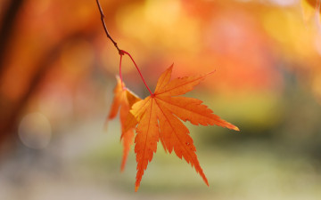 Фото бесплатно лист, осень, размытый фон, минимализм